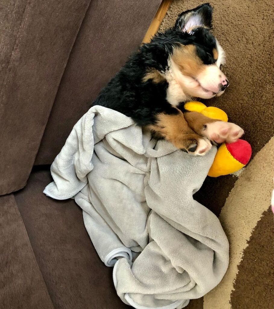 Rocky (5)
